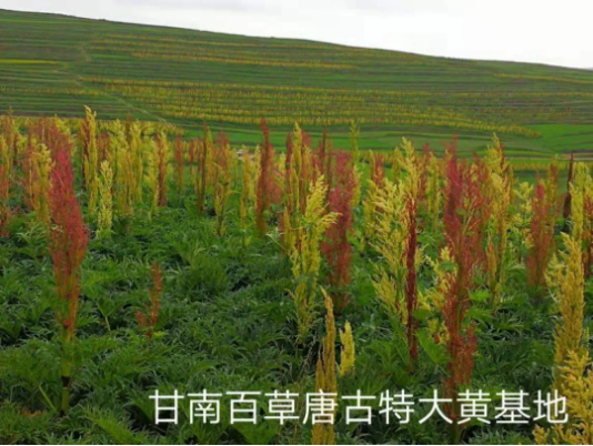 集團(tuán)全力助推甘肅甘南藏族自治州合作市委托招商引資，搶占發(fā)展先機(jī)壯大高原支柱產(chǎn)業(yè)