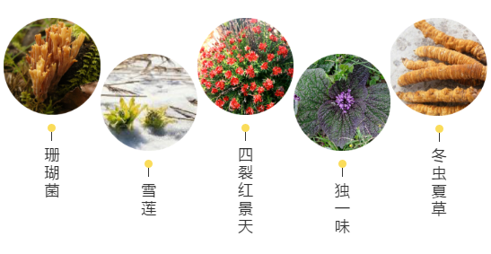 【甘南政府招商推介】立足生態(tài)優(yōu)勢，推動綠色發(fā)展，打造青藏高原上的生態(tài)文明高地